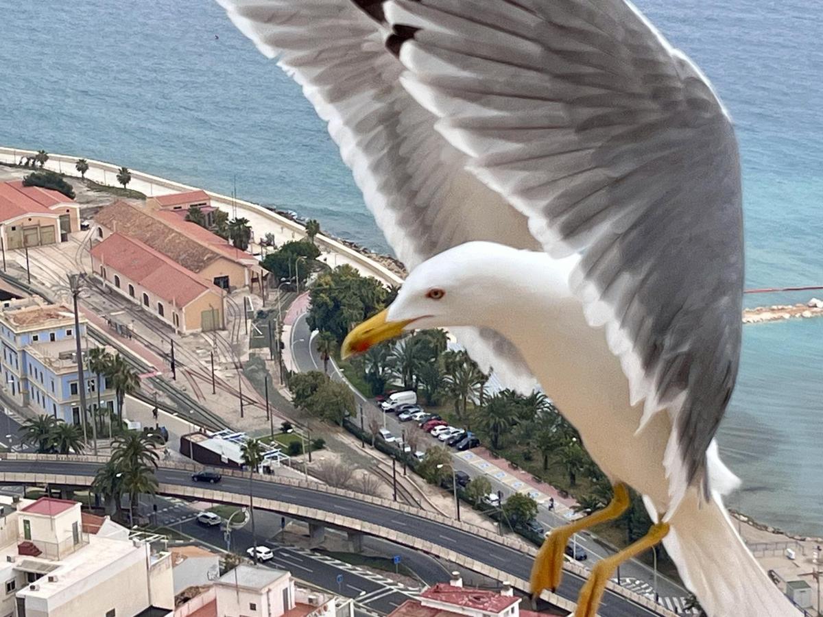 Puro Alicante 17